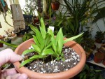 Stenoglottis longifolia.jpg