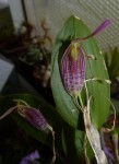 Restrepia aristulifera.jpg