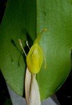 Restrepia flosculata.jpg