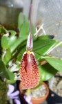 Restrepia guttulata.jpg