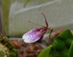 Restrepia lansbergii.jpg