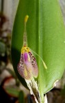 Restrepia muscifera.jpg