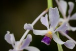 Vanda800.jpg