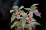 Coelogyne800.jpg