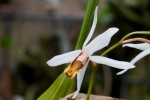 Coelogyne800.jpg