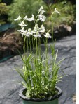 Habenaria radiata 090730 IMG_0810.JPG