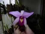 Laelia anceps 01.jpg