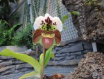 Paph.jpg