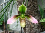 Paph apletonianum.jpg