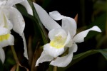 Coelogyne800.jpg