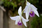 Laelia800.jpg