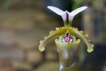 Paphiopedilum800.jpg