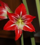 Hippeastrum 8 Řecko_a_resize.jpg