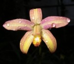 Laelia kleberi.jpg