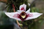 Maxillaria800-100clona.jpg