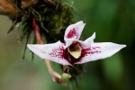 Maxillaria800-200auto.jpg