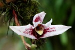 Maxillaria800-200clony.jpg