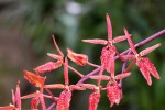 Renanthera800.jpg