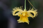 Dendrobium800.jpg