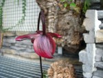 paph..jpg