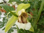 Coelogyne speciosa 3.JPG