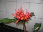 DSC04443.JPG