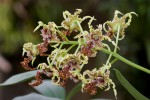 Dendrobium800.jpg