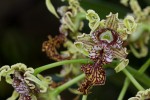 Dendrobium800-2.jpg