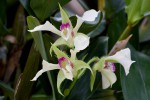 Dendrobium800.jpg