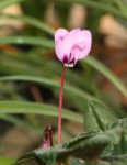 Cyclamen coum abchasicum_a_resize.jpg