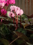 Cyclamen coum caucasicum_a_resize.jpg