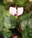 Cyclamen coum ibericum_a_resize.jpg