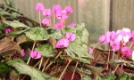 Cyclamen coum_b_resize.jpg