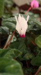 Cyclamen persicum_b_resize.jpg