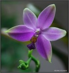 phal_violacea.jpg