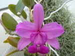 Cattleya walkeriana Alessandro 1.JPG