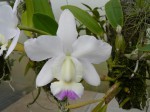 C. walkeriana semialba Kenny R..JPG