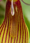 Restrepia trichoglossa 11.jpg