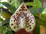 Paphiopedilum bellatulum .JPG