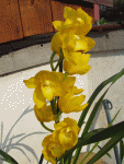 Cymbidium2_kvet.gif