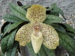 Paph. concolor.JPG