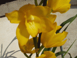 Cymbidium2_kvet_II.gif