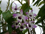 D.nobile var. nobile.jpg