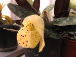 paph-.jpg