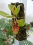 Restrepia dodsonii 1.JPG