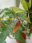 Restrepia dodsonii 2.JPG