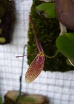 Restrepia elegans.jpg