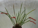 Dendrochilum weriselii 1.JPG