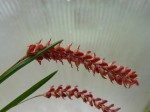 Dendrochilum weriselii 2.JPG