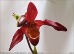 Phragmipedium Living Fire.jpg